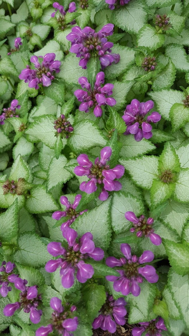 plants