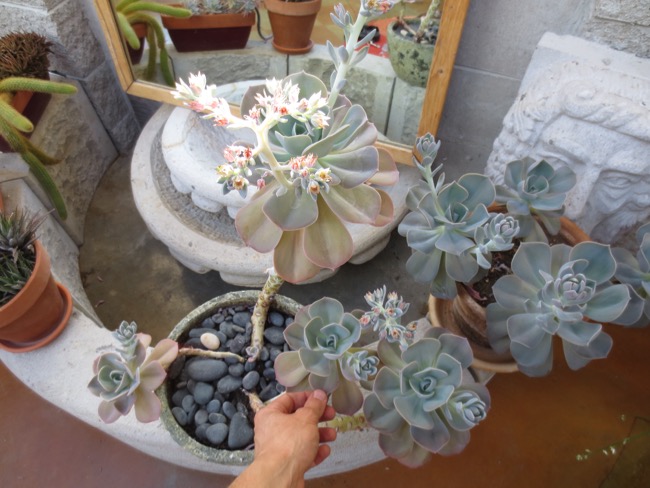 plants