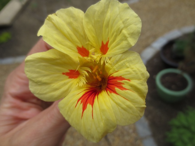 flower
