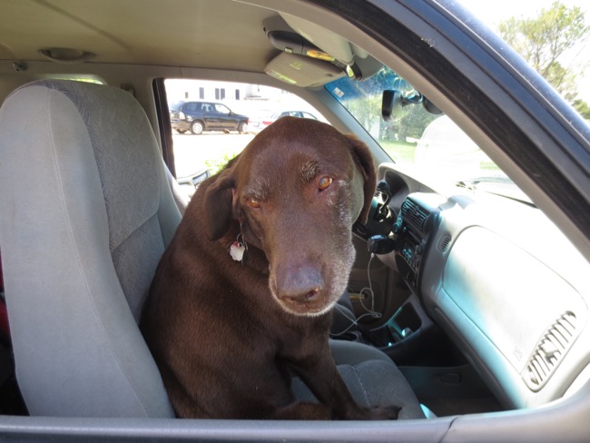 dog