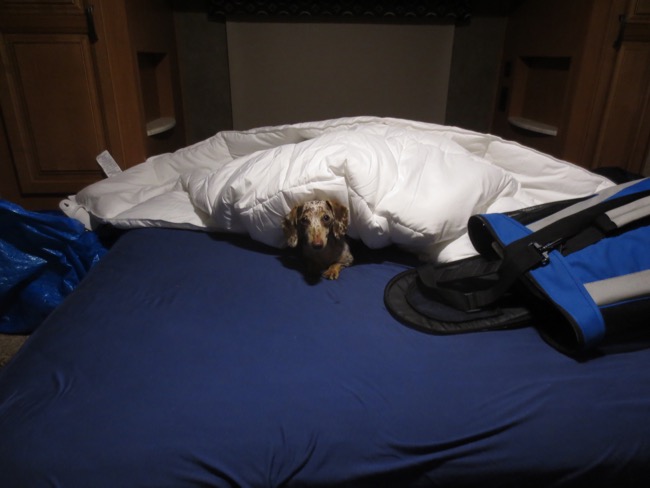 bed