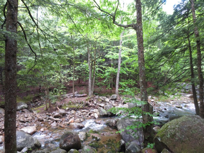 woods