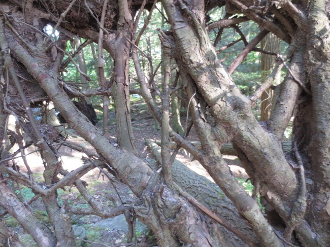 trees