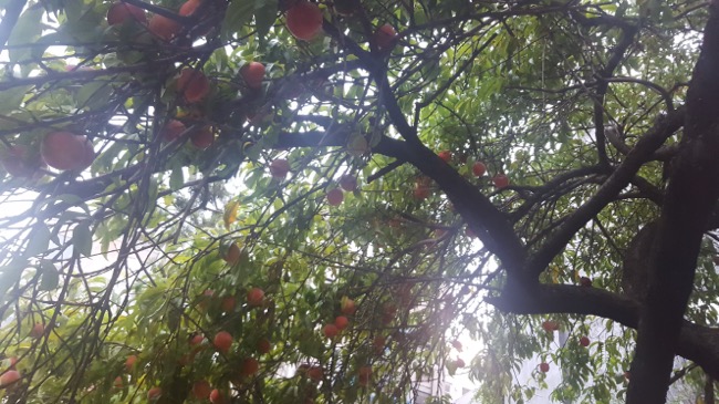 tree