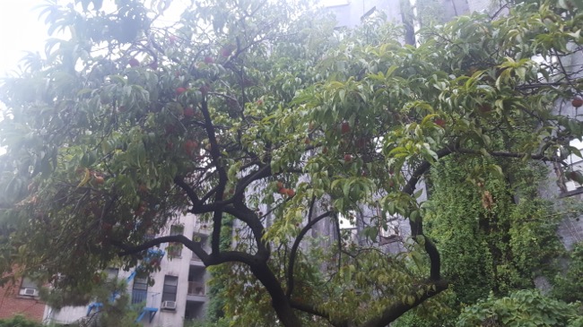 tree