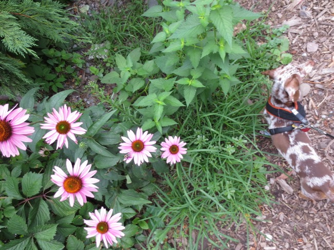 flower
