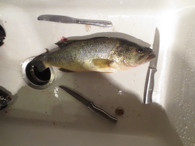 fish