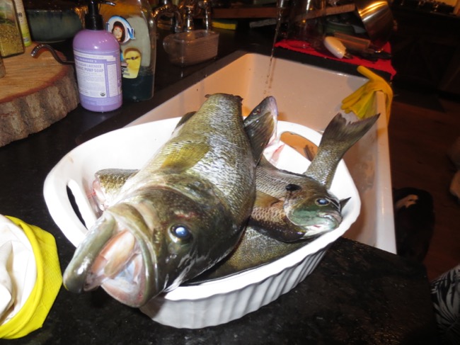 fish