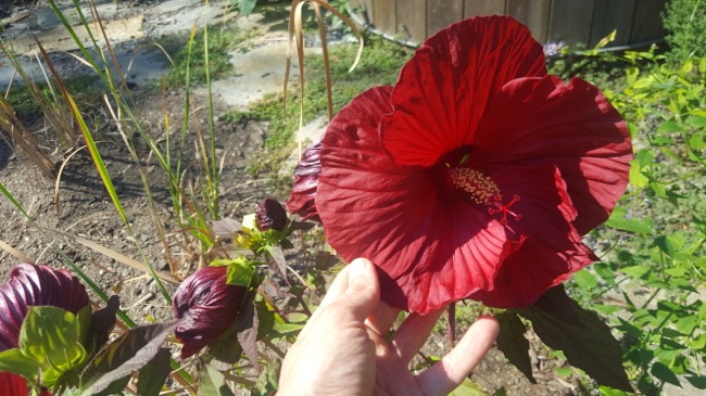 flower