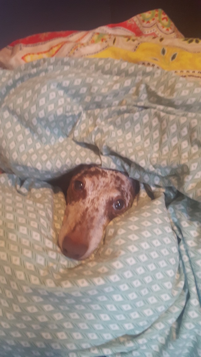 bed