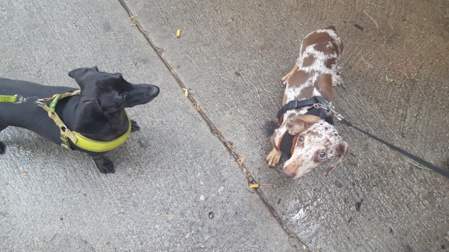 dogs