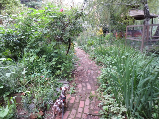 garden