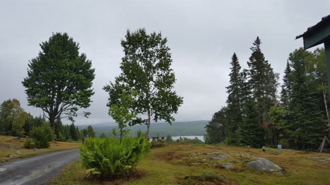 trees