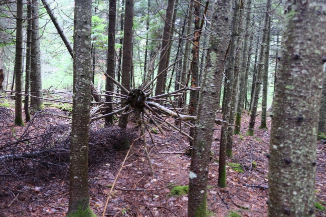 woods