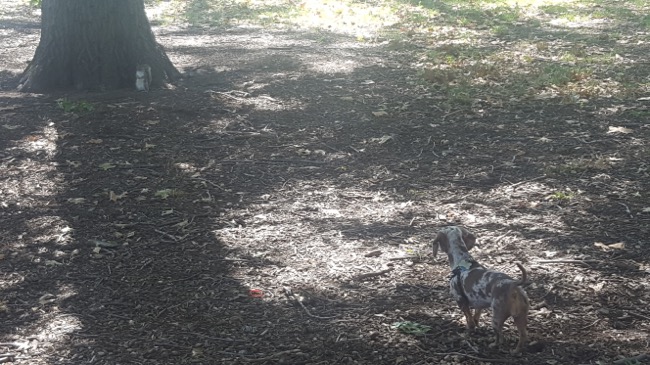 squirrel