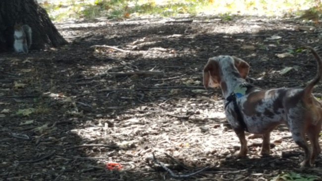 squirrel