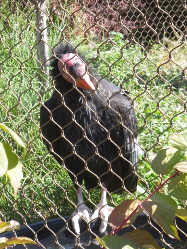 condor