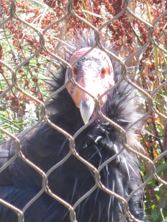 condor