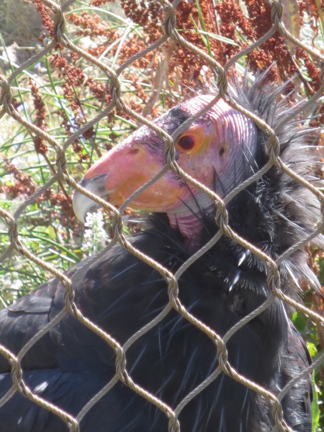 condor