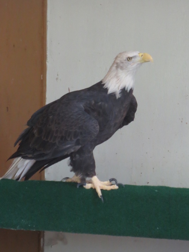 bird
