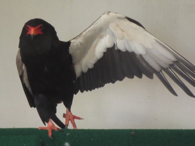 bird