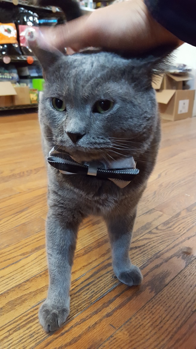 cat