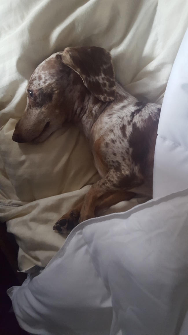 bed