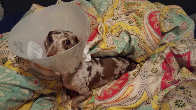 cone, maddy