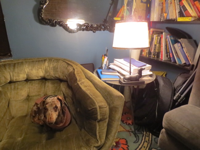 dog