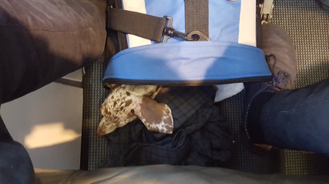dog in a bag