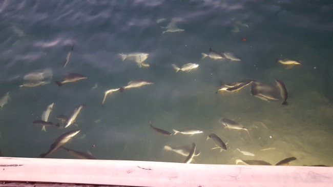 fish