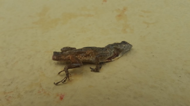lizard