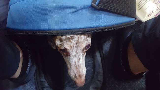 dog in a bag