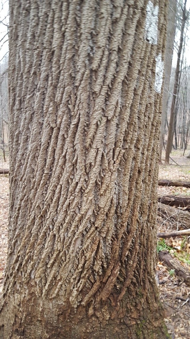 trees