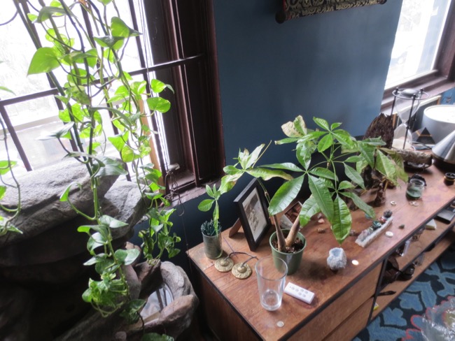 plants