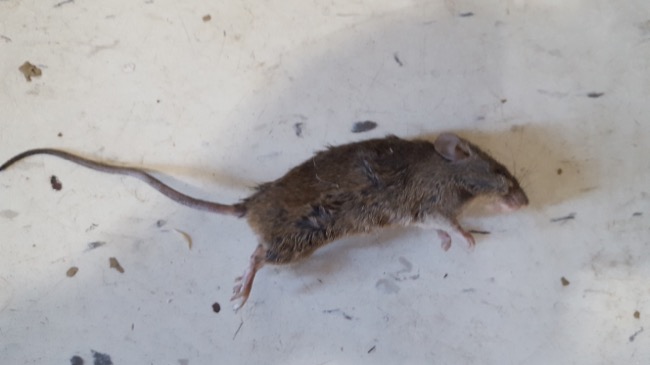 mouse
