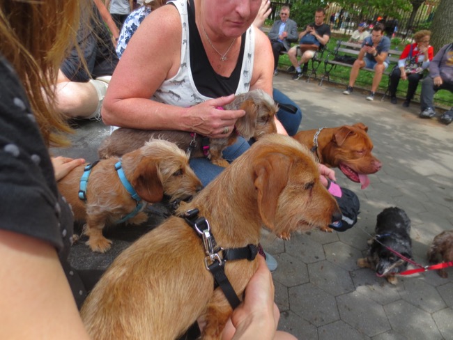 dogs