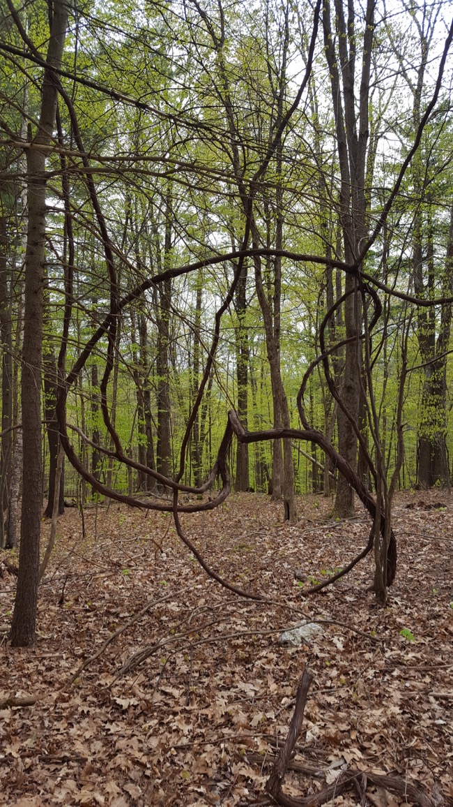 woods