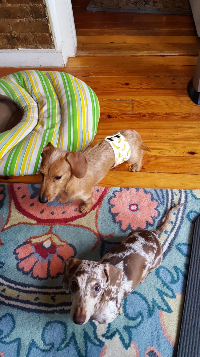 dogs