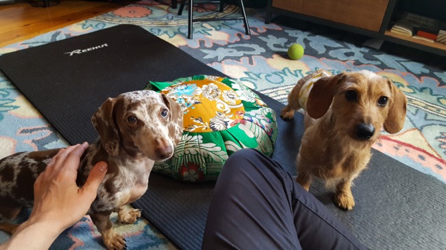 dogs