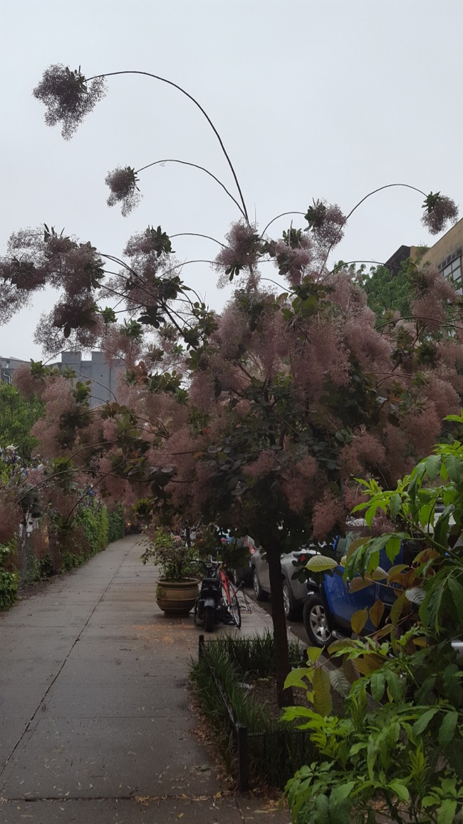 tree