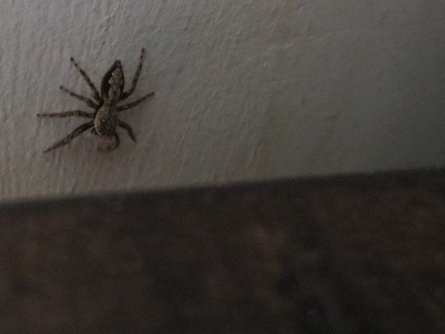 spider