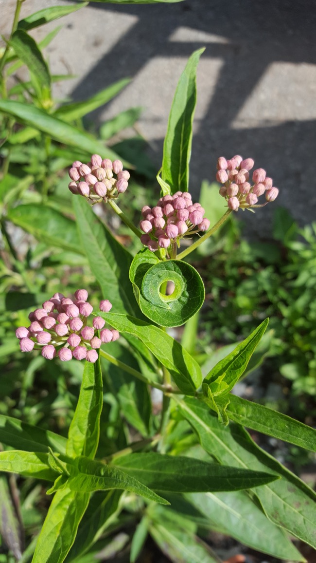 plants