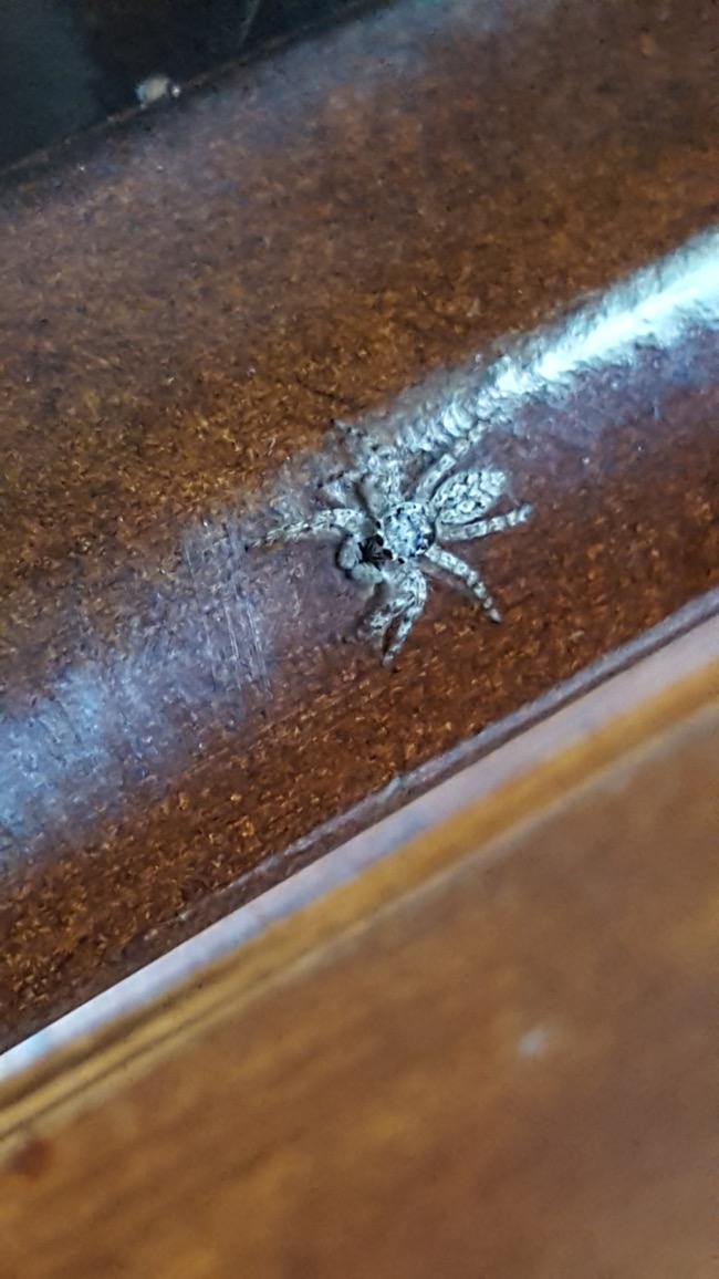 spider