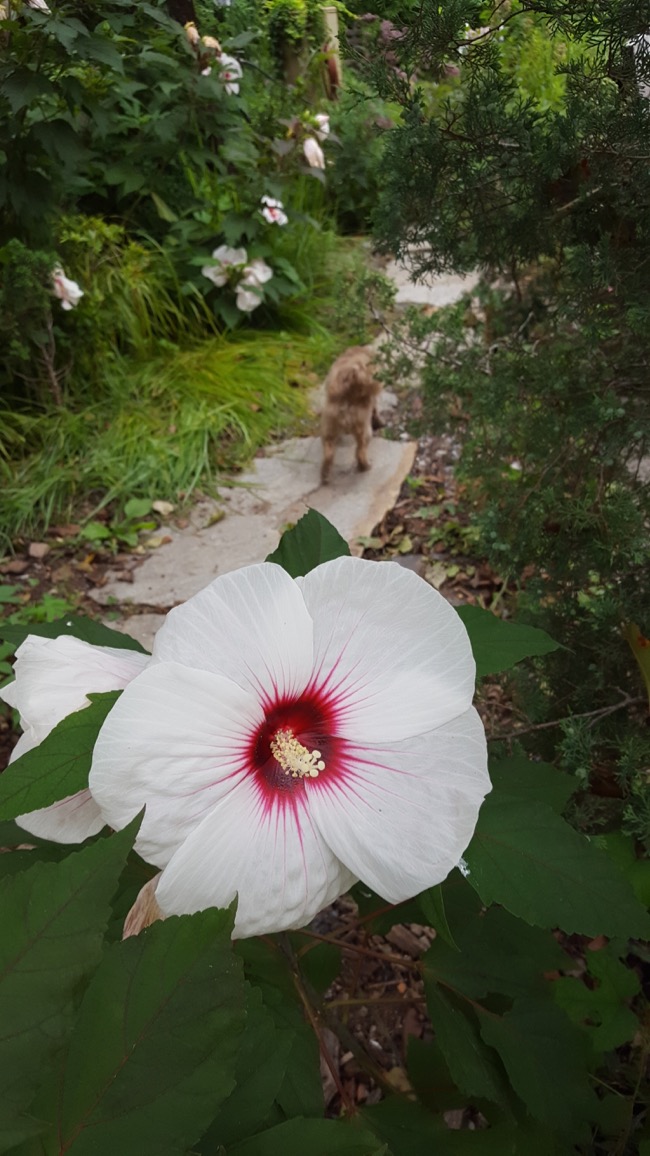 flower