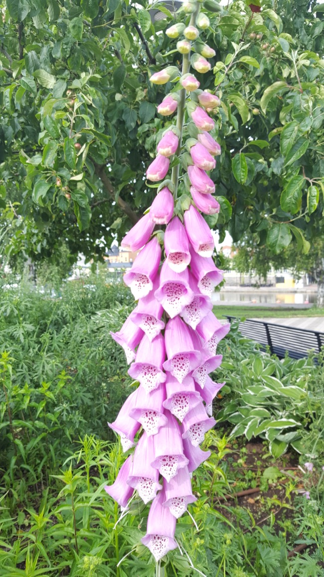 flower
