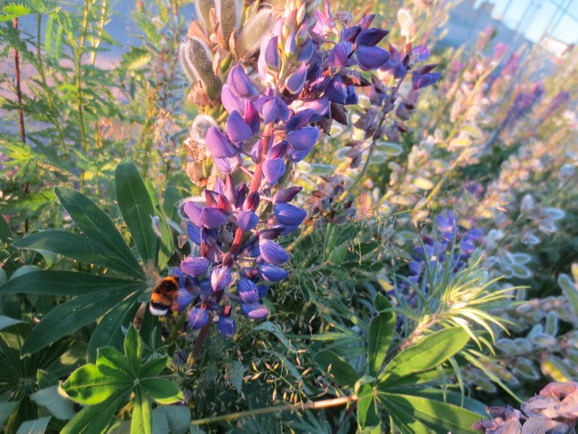 flower