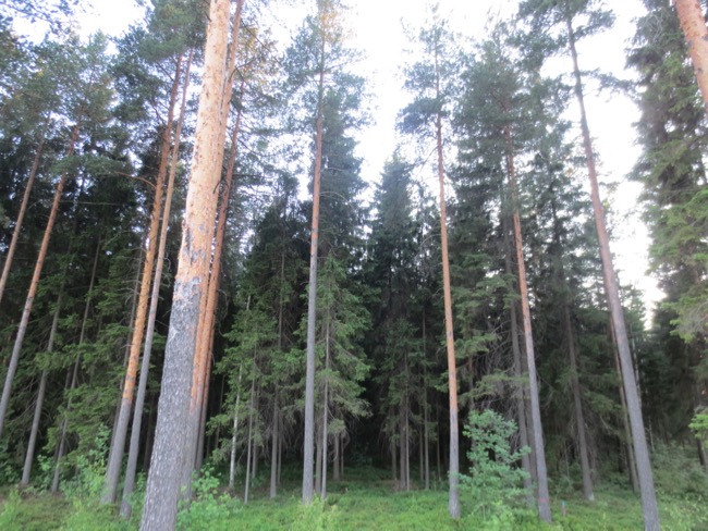 trees