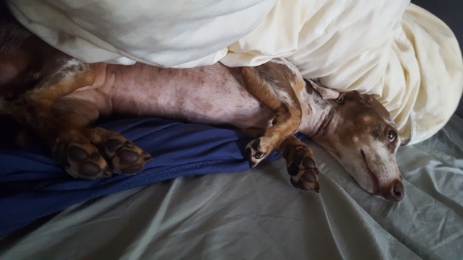 cuddle