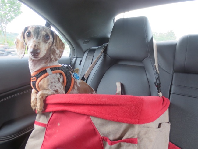 driving